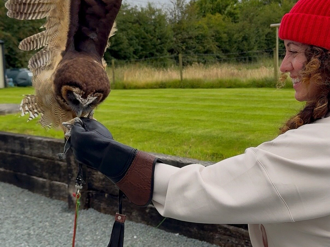 Faha Falconry-Faha必去景点