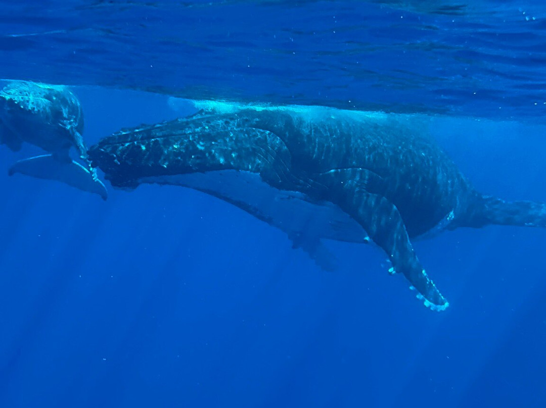 Scubapiti-莫雷阿岛必去景点