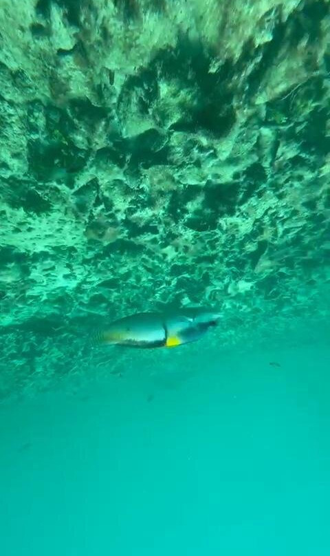 Aquanauts Grenada-True Blue必去景点