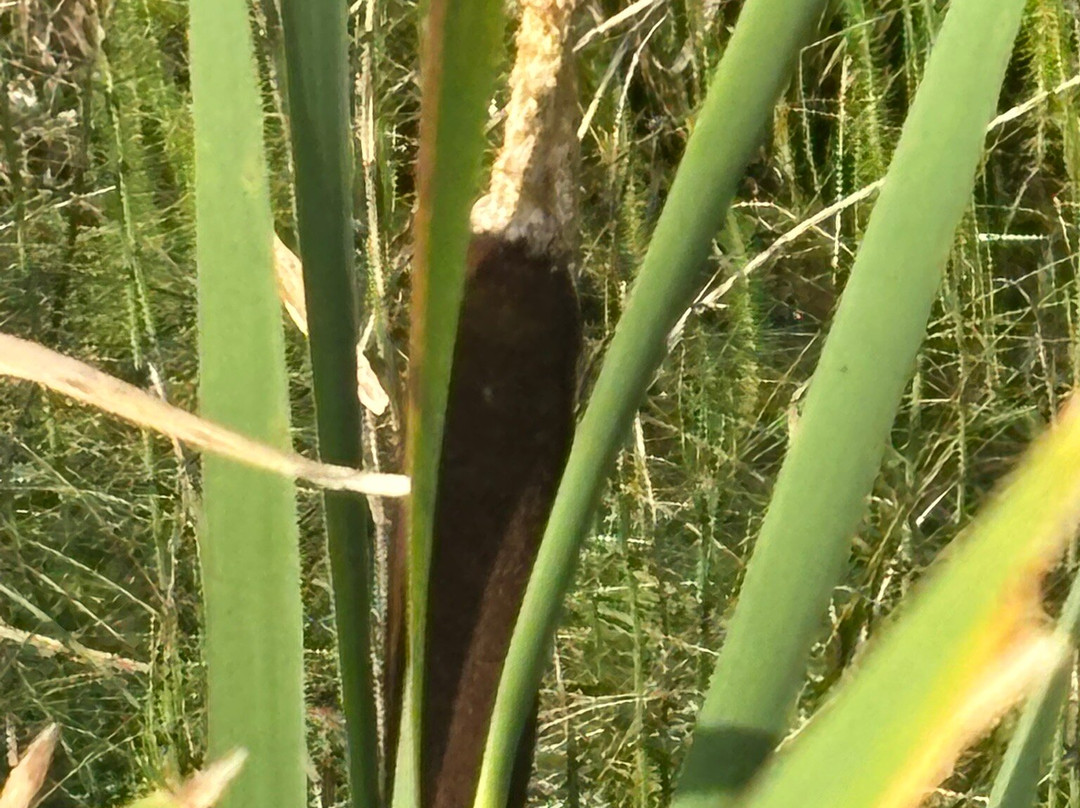 河狸木板路-兴顿必去景点