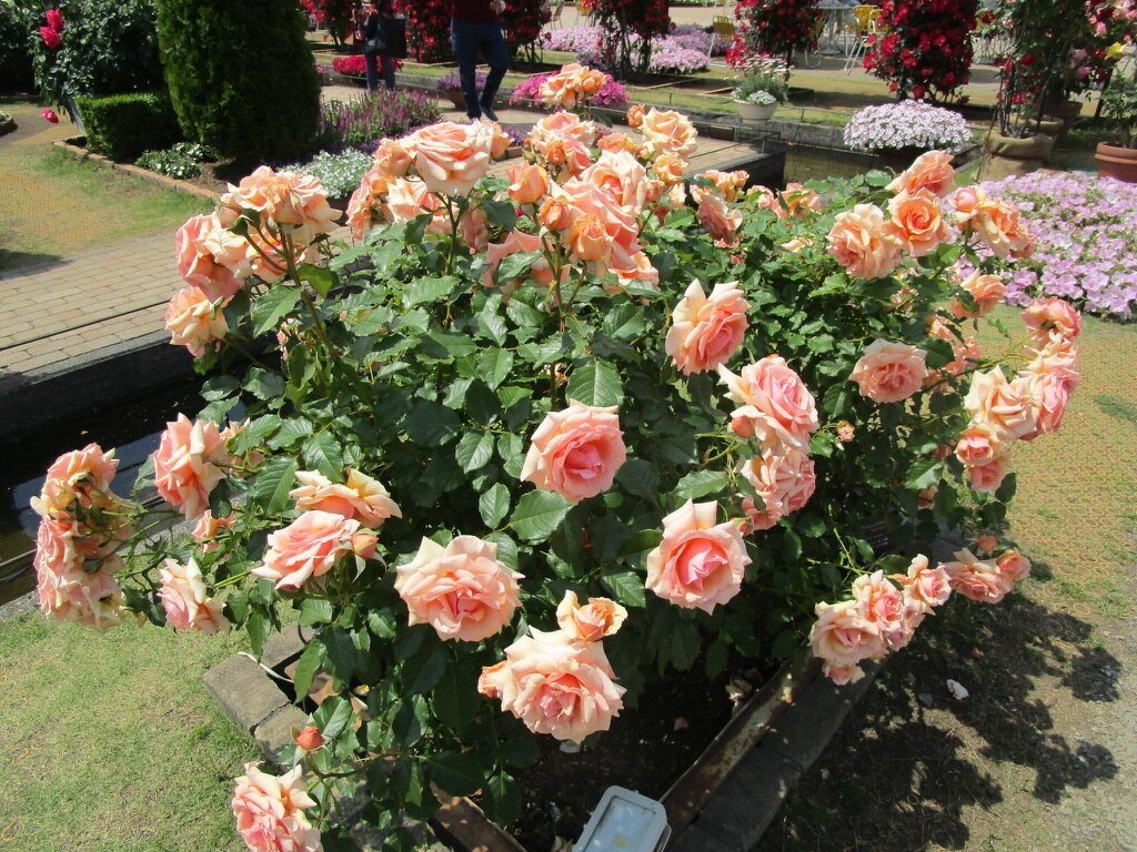 Ashikaga Flower Park-足利市必去景点