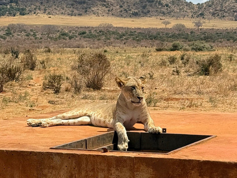 Little Lion Kenya con Rondo Veneziano-瓦塔木必去景点