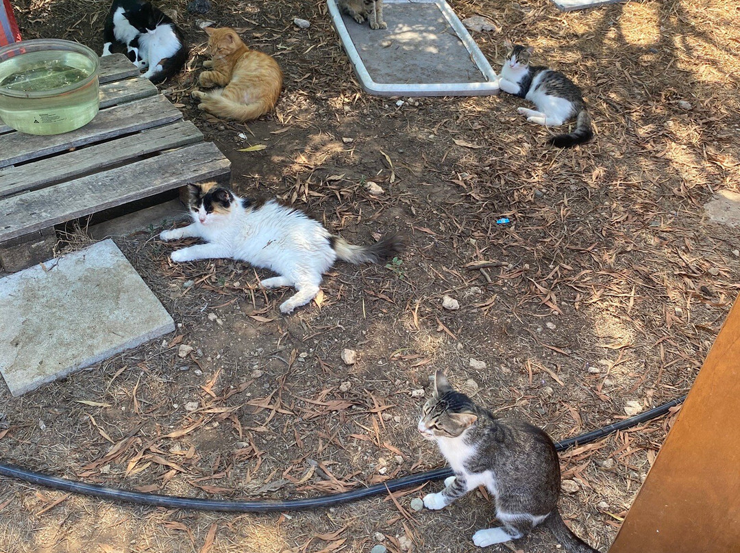 St. Nicholas of the Cats-Akrotiri必去景点