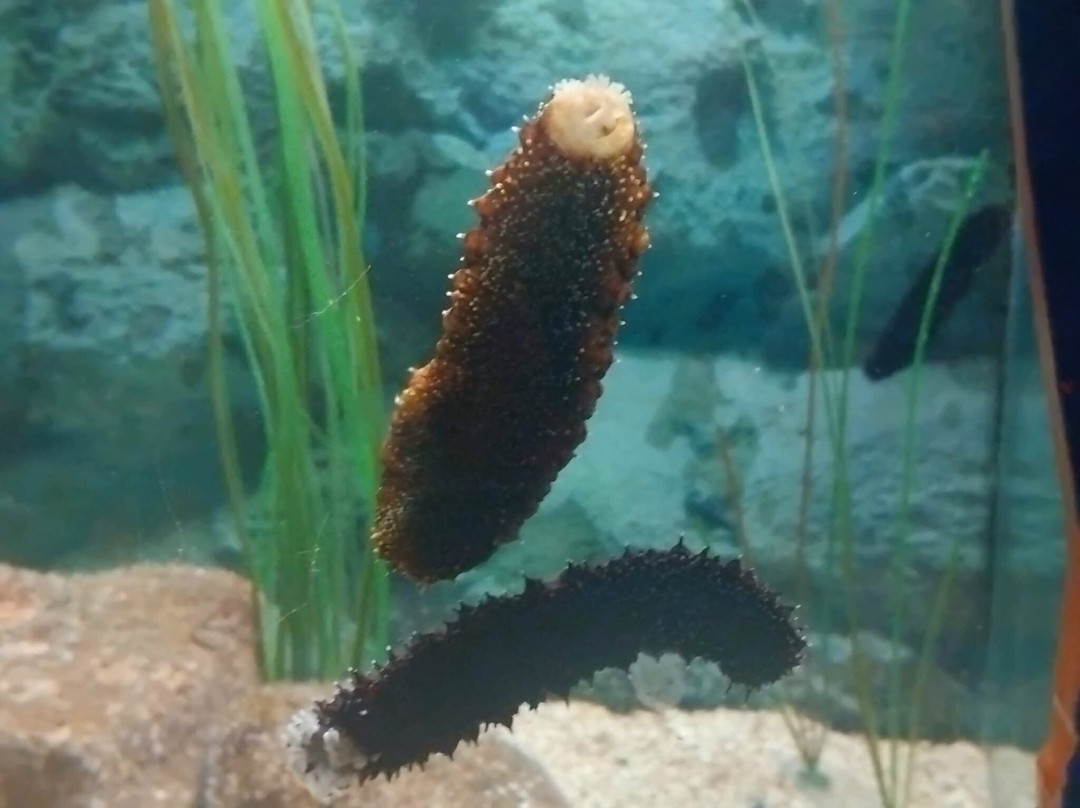 Galway Atlantaquaria-戈尔韦必去景点