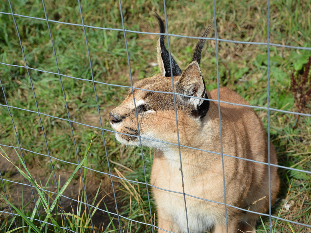Ark Wildlife Park & Exotic Animal Sanctuary-Stickney必去景点