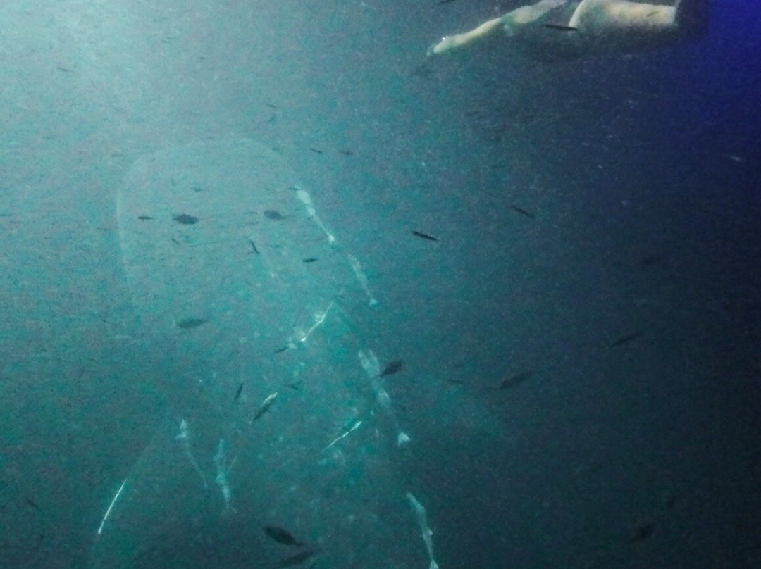 Dharavandhoo Divers-Dharavandhoo必去景点