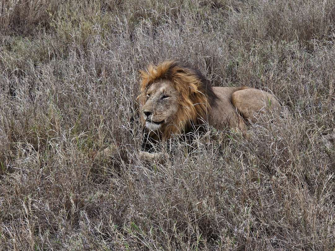 Papagei Tours And Safaris-阿鲁沙必去景点