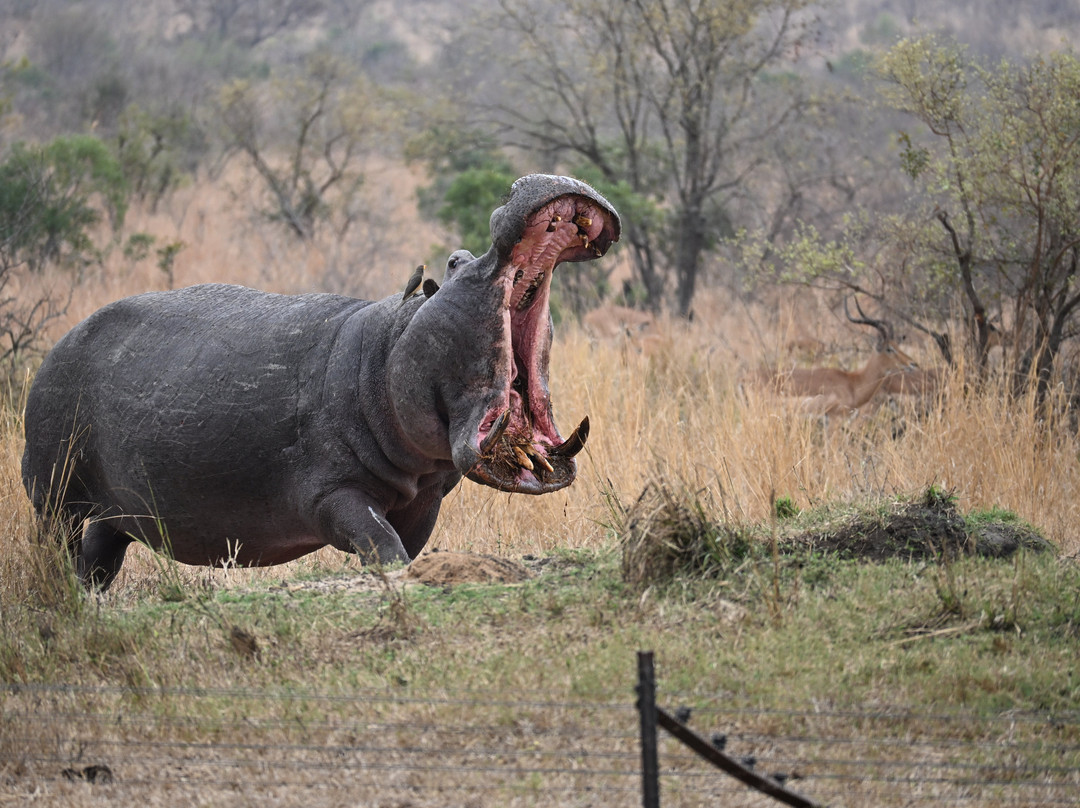 Savanna Private Game Reserve主图