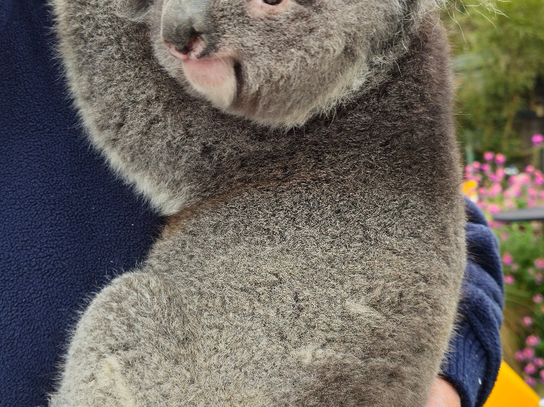 Jirrahlinga Dingo Conservation & Wildlife Education Centre-Chewton必去景点