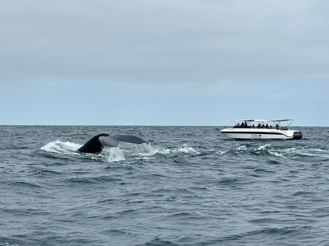 PacIfico Adventures-Organos必去景点