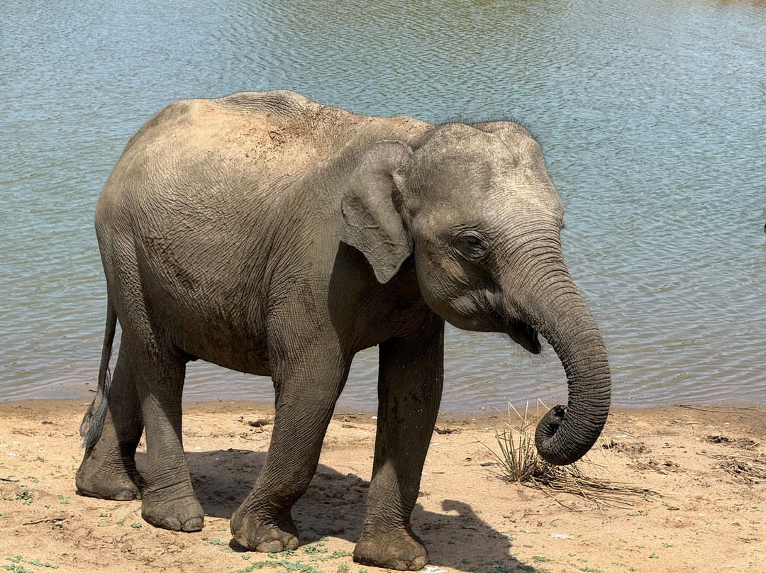 Sudu Yala Tusker Safari-蒂瑟默哈拉默必去景点
