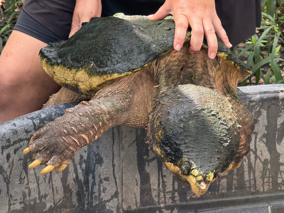 Croc Encounters-坦帕必去景点