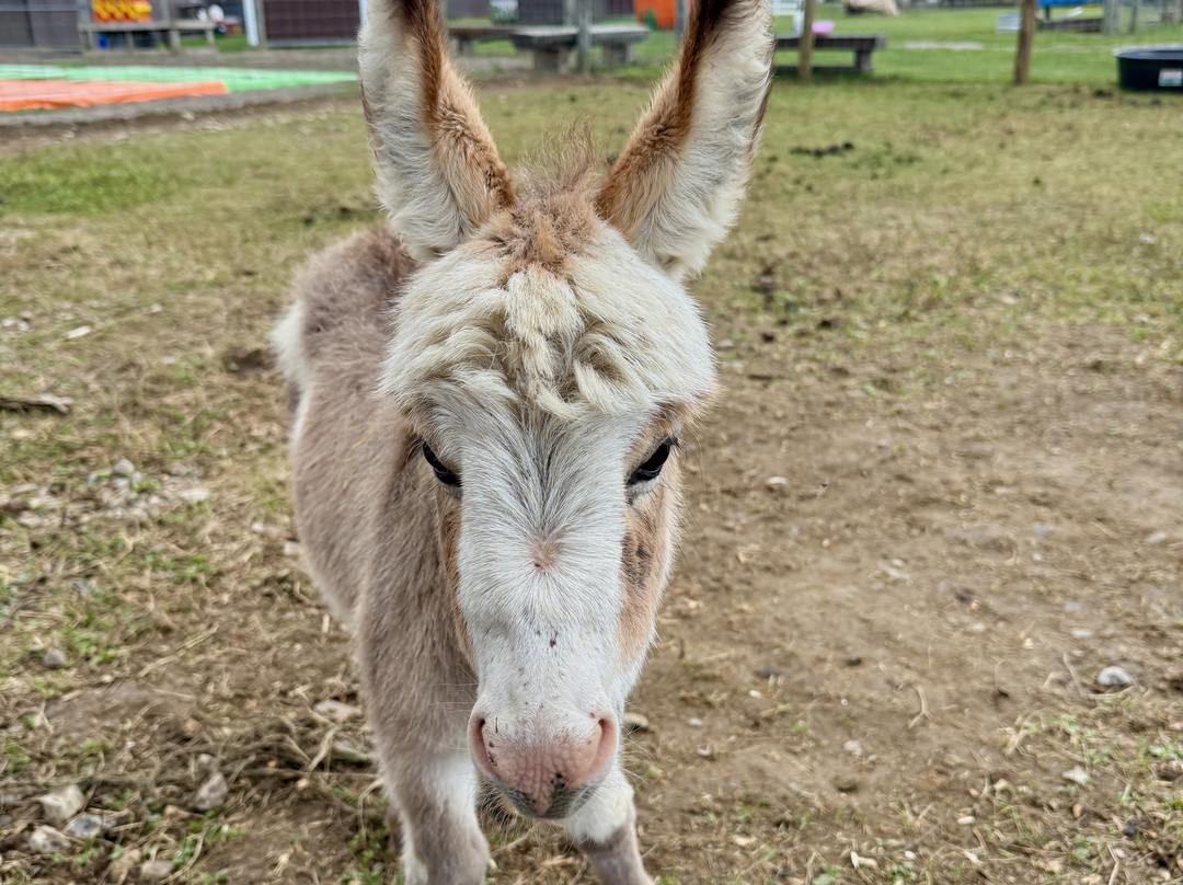 Pumpkinville-Great Valley必去景点