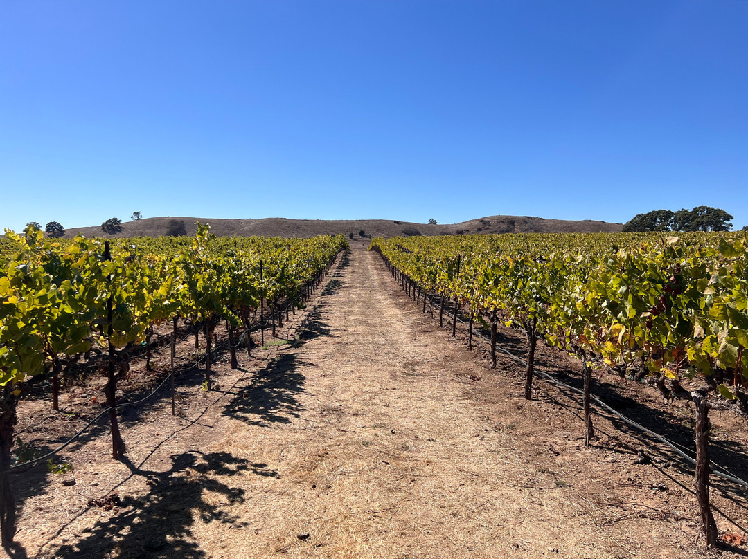 Laces and Limos-纳帕必去景点