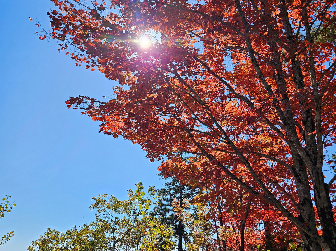 Main Street Motel主图