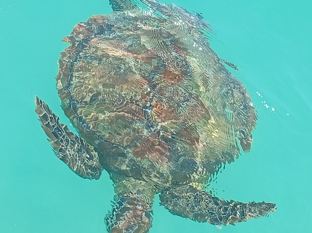 Le Ti Bato-Tartane必去景点