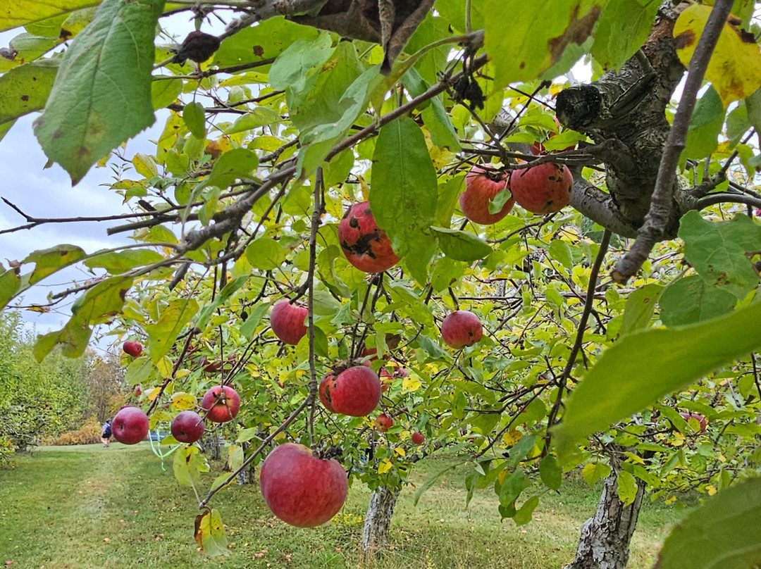 Furnace Brook Winery at Hilltop Orchards-Richmond必去景点