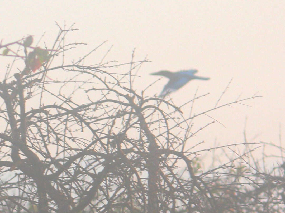 Adil Boat Tours-达利安必去景点