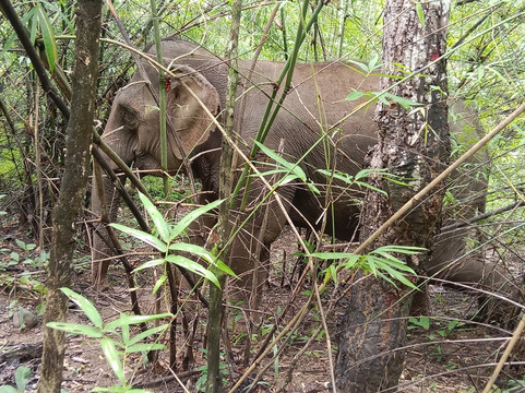 Luang Prabang Elephant New Home