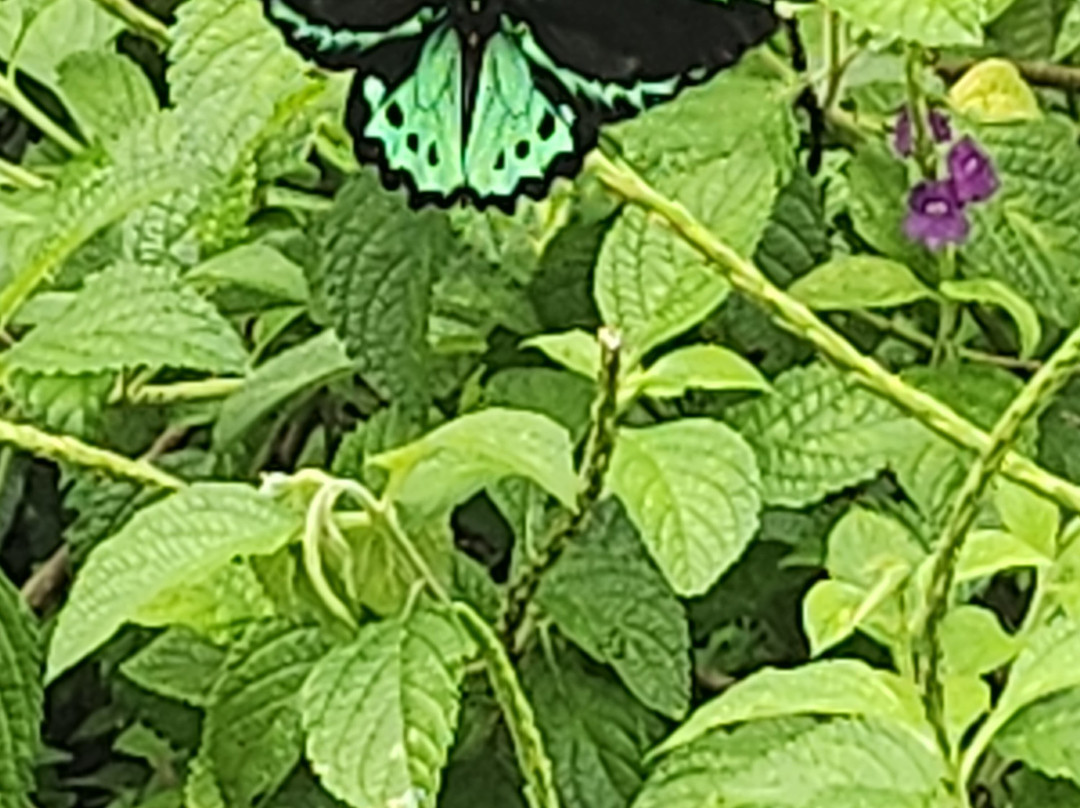 Butterfly World-Coconut Creek必去景点