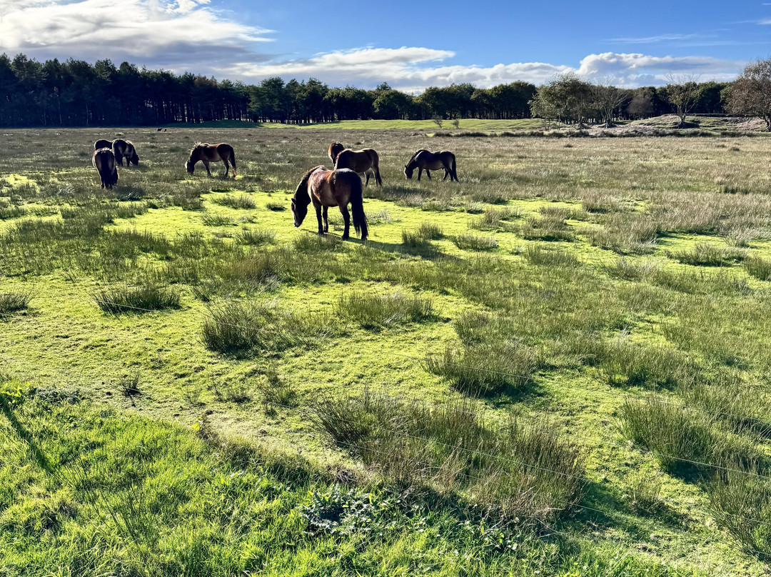 Rijstal Le Cheval-Ballum必去景点