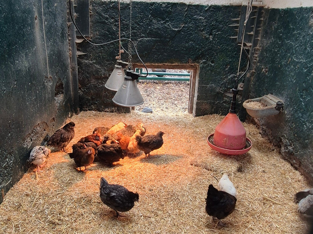 Streamvale Open Farm-贝尔法斯特必去景点