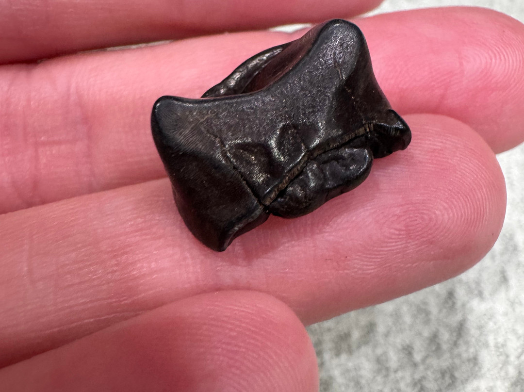 Fossil Funatics-达文波特必去景点