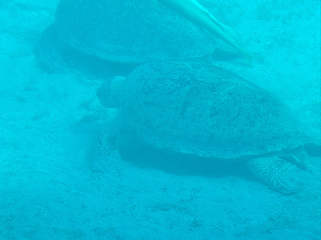 Abu Dabbab Beach-马萨阿拉姆必去景点