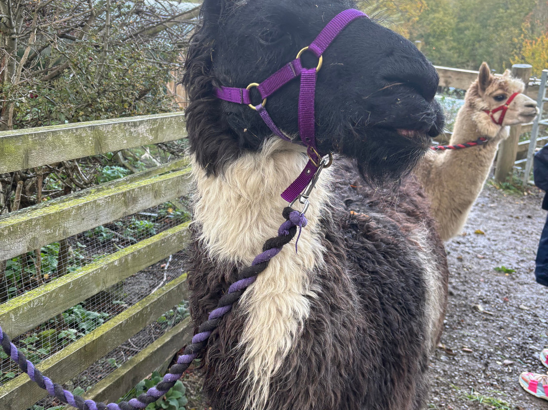 Holly Hagg Community Farm-谢菲尔德必去景点