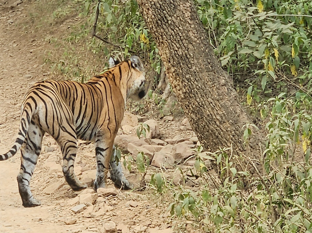 Tiger Journey-Tala必去景点