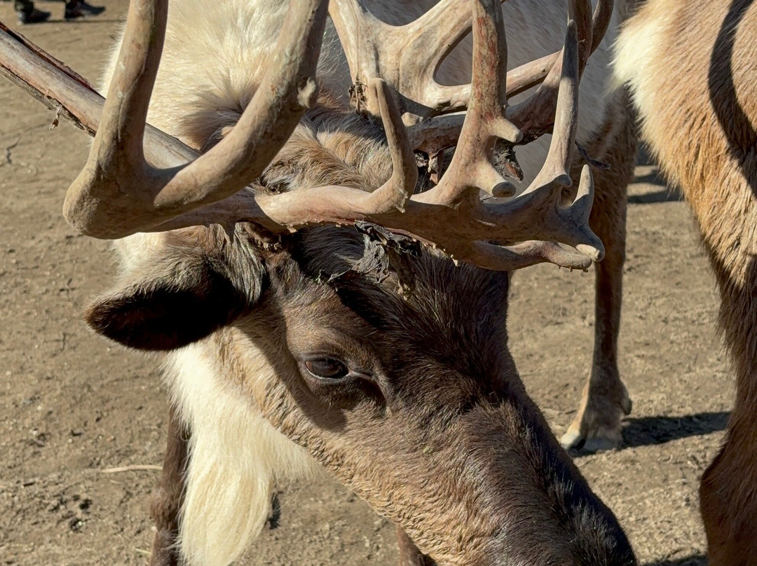Leavenworth Reindeer Farm-莱文沃思必去景点