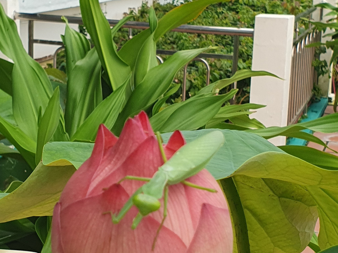 Núi Tà Cú-藩切市必去景点