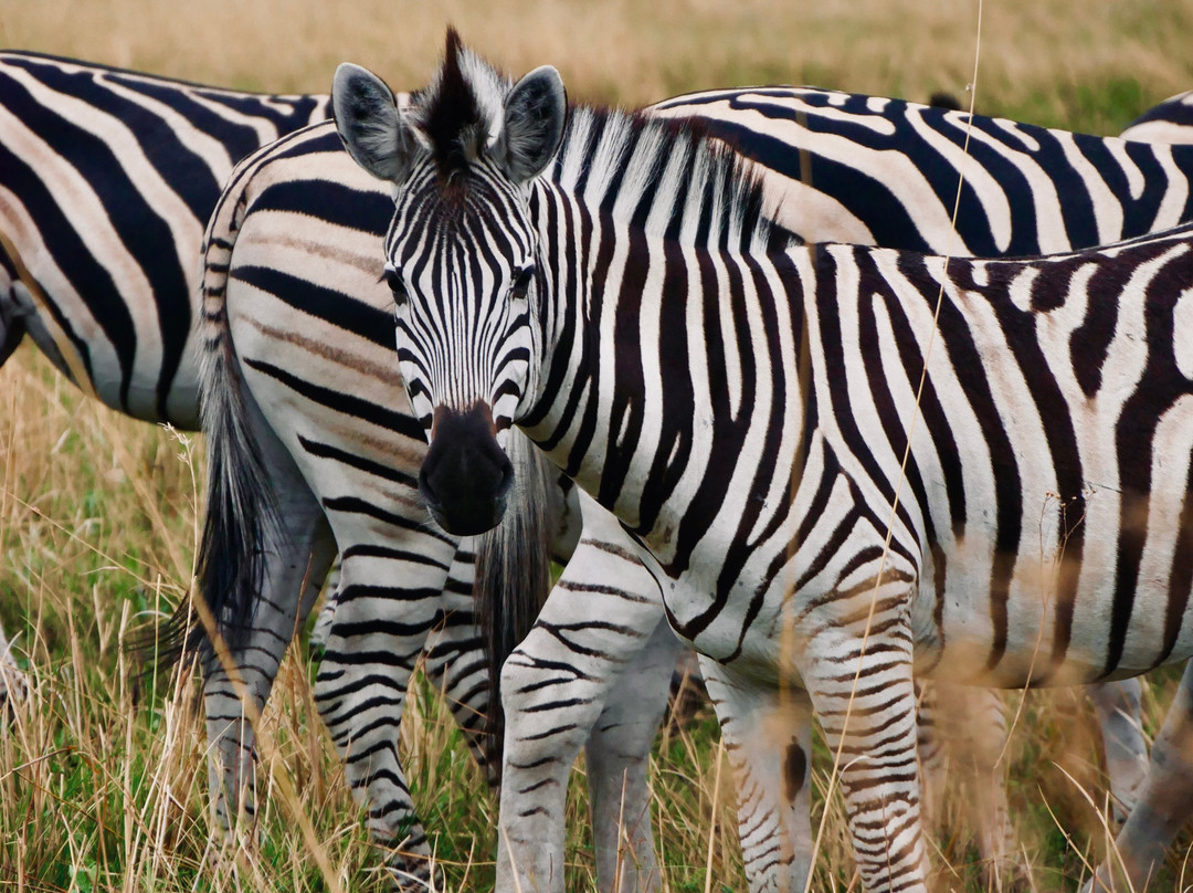 Real Africa Safaris Chobe-卡萨尼必去景点