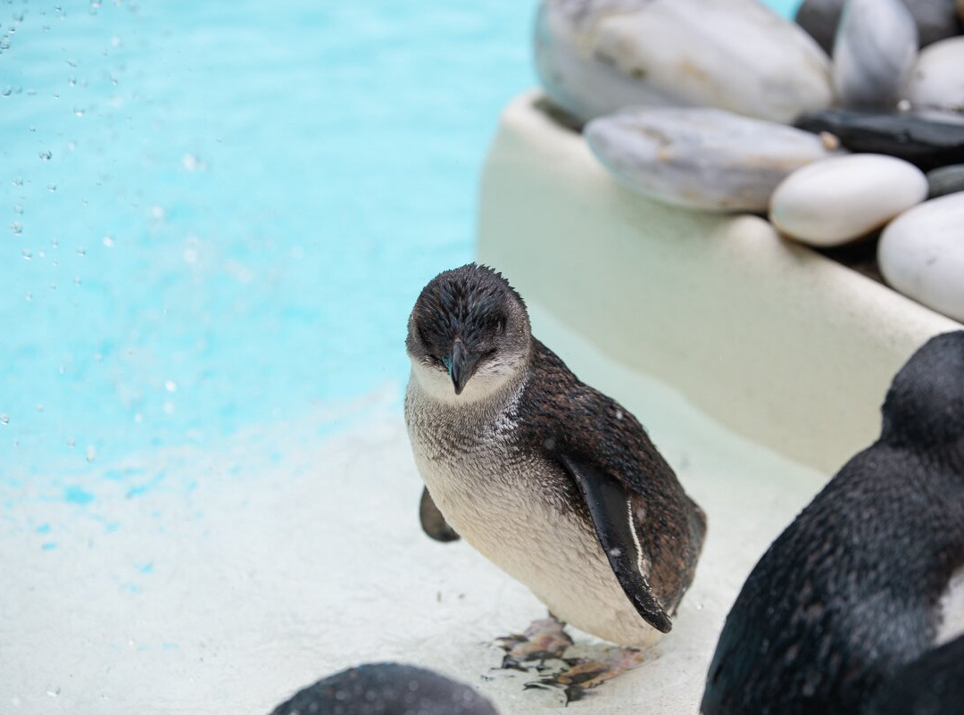西海岸奇异鸟馆-弗朗茨约瑟夫（冰川）必去景点