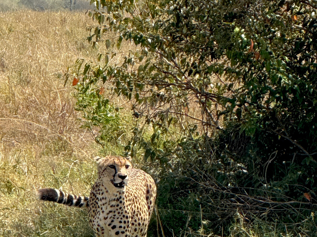 Tuthie afrika-纳库鲁必去景点