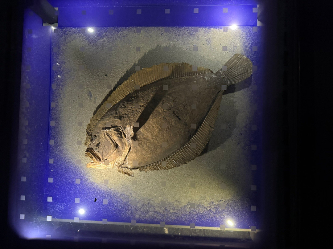 Natural History Museum-里耶卡必去景点