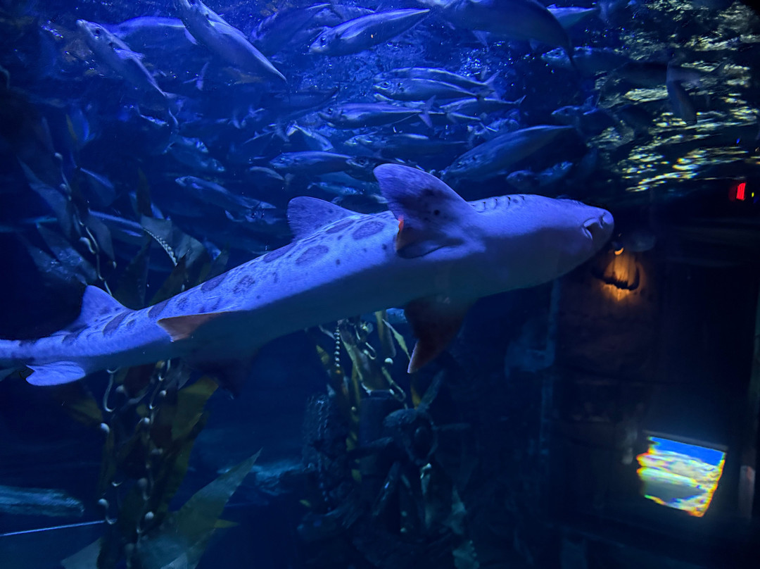 Aquarium At The Boardwalk-布兰森必去景点