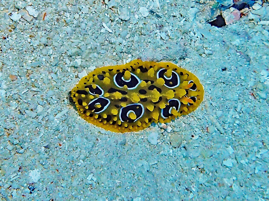 塔妙妮潜水度假酒店主图