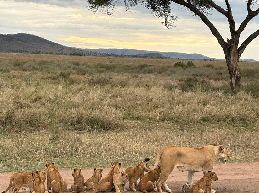 Destiny Explorers-莫西必去景点