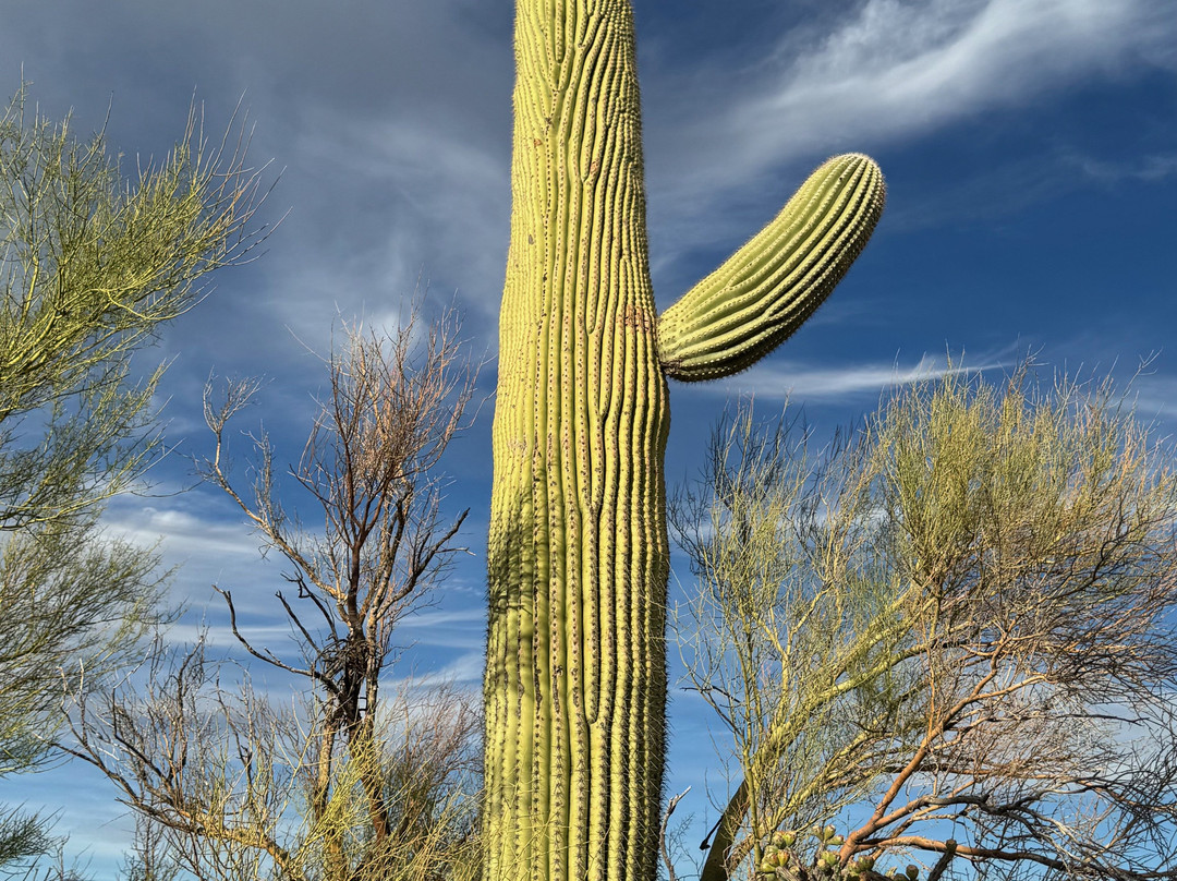 Saguaro National Park-图森必去景点