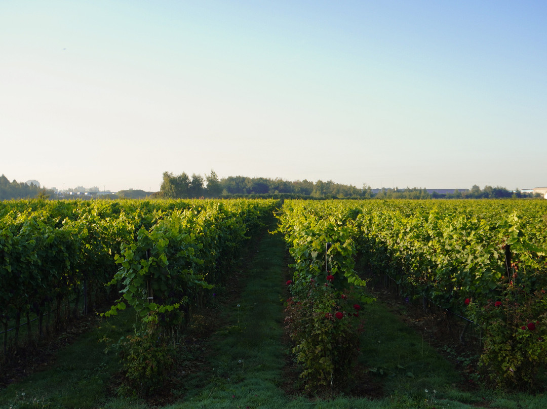 Lulu Island Winery-里士满必去景点
