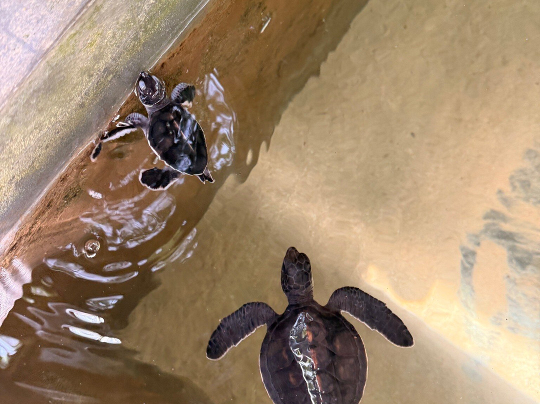 Galbokka Sea Turtle Hatchery-科斯戈德必去景点