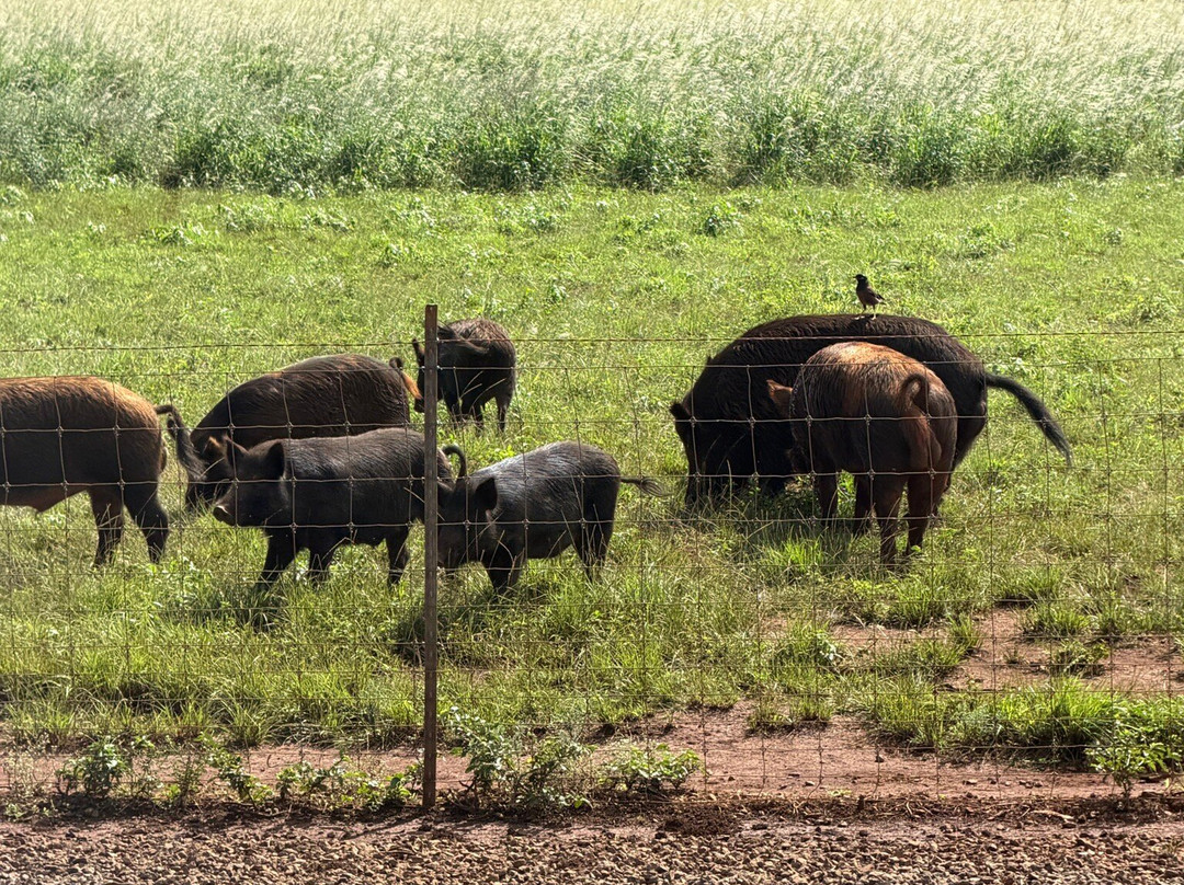 Kauai Plantation Railway-利胡埃必去景点