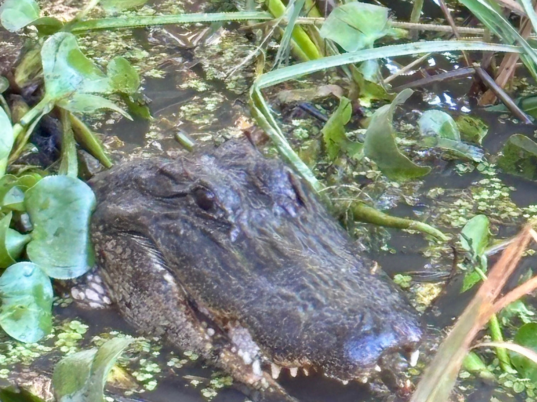 Ragin Cajun Airboat Tours-新奥尔良必去景点