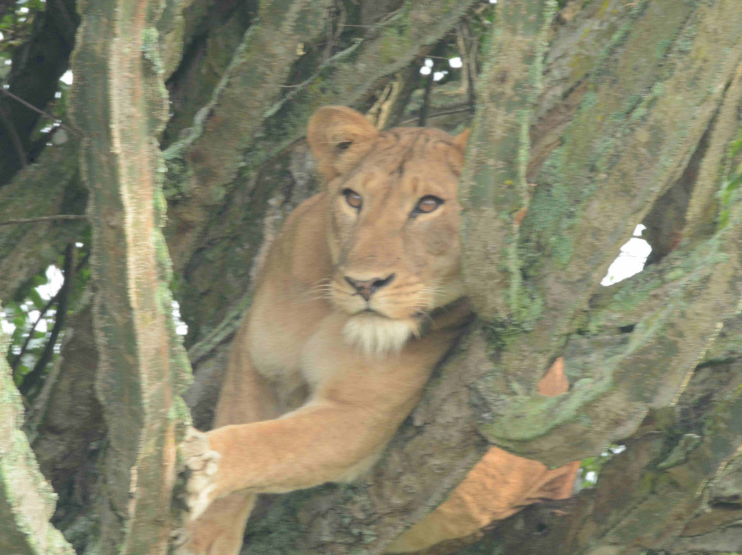 Queen Elizabeth National Park-Kasese必去景点