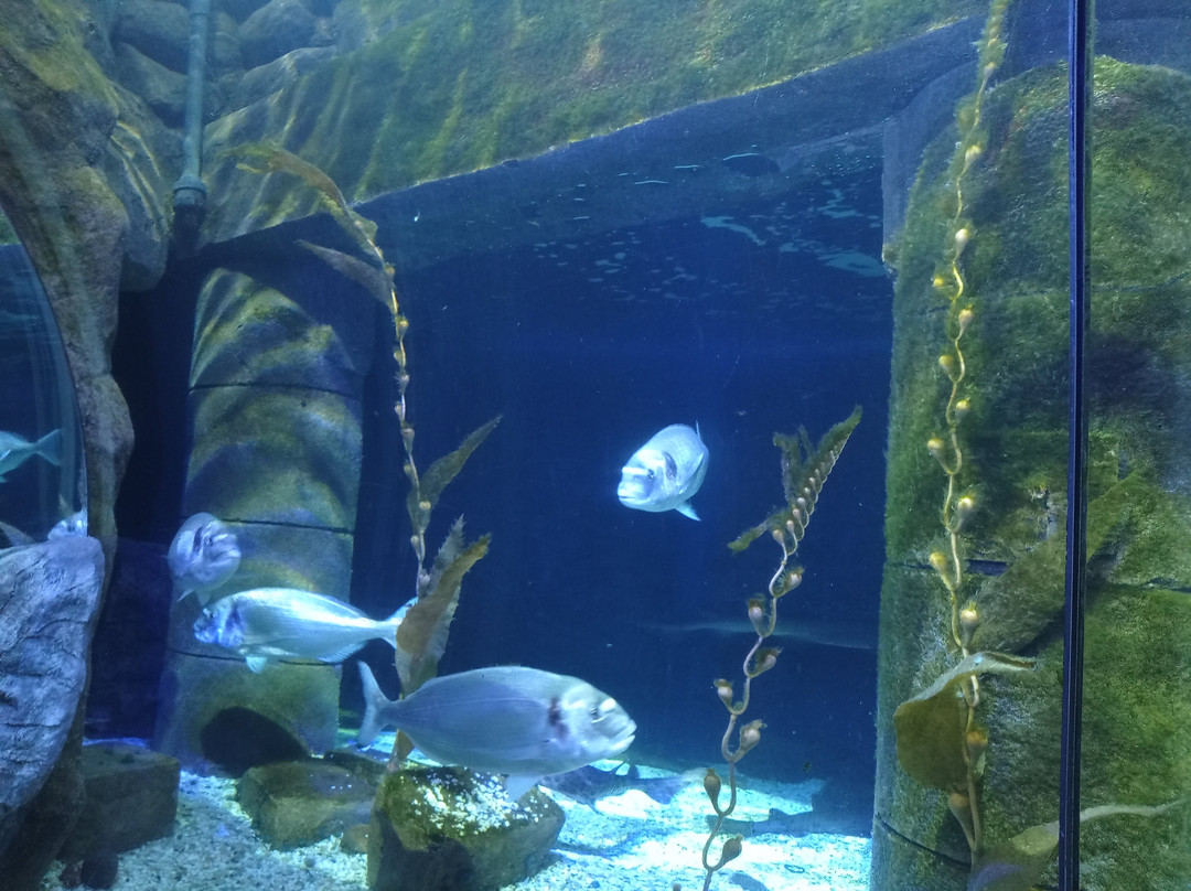 SEA LIFE Loch Lomond Aquarium-Balloch必去景点