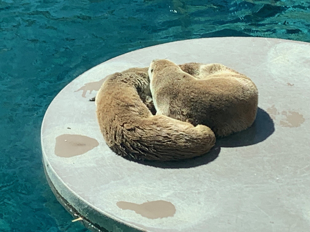 ABQ BioPark Aquarium-阿尔伯克基必去景点