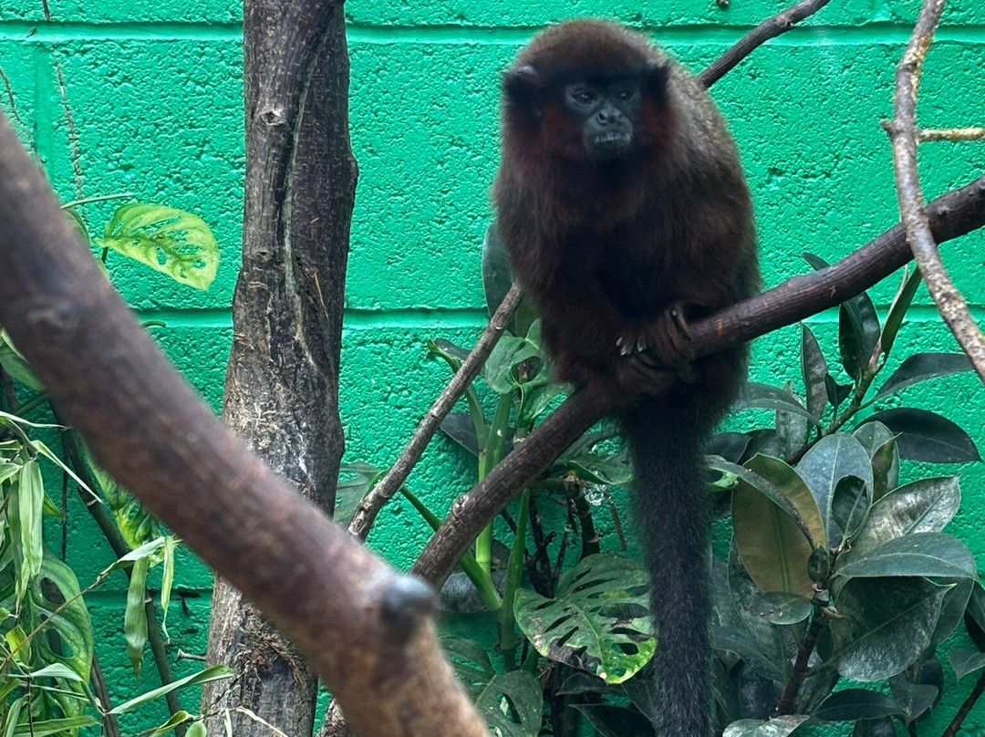 Lincoln Zoo-Newball必去景点