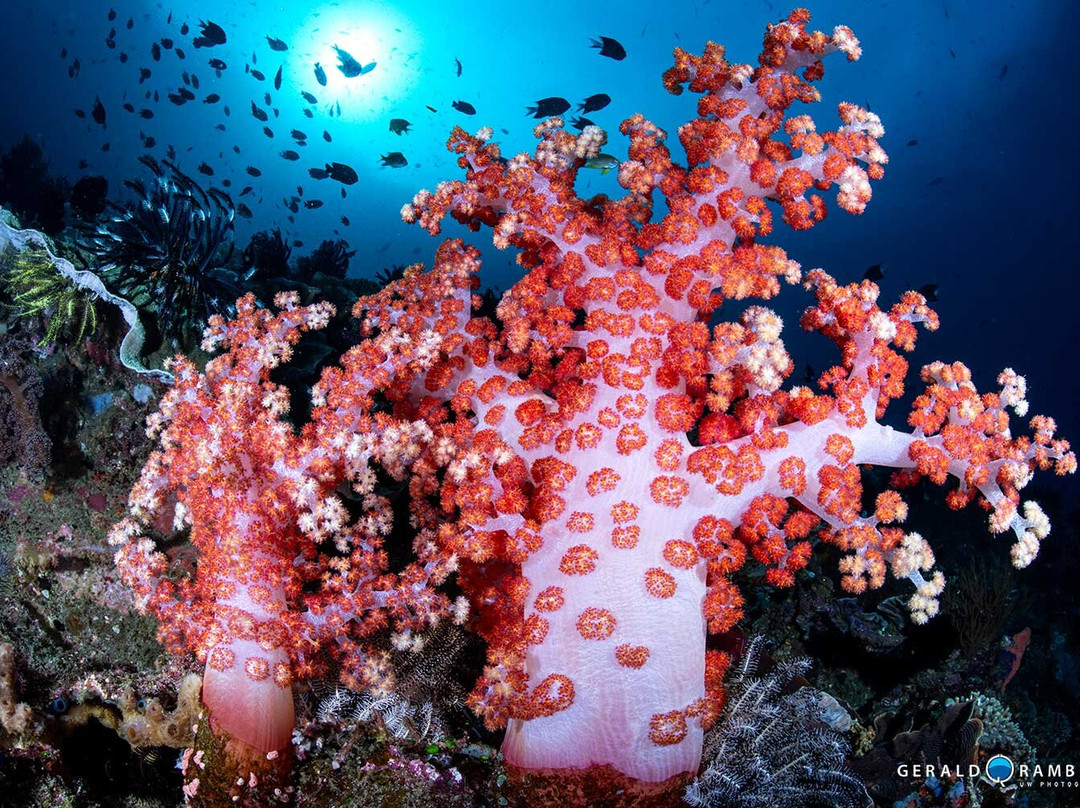 Dragon Dive Komodo-Labuan Bajo必去景点