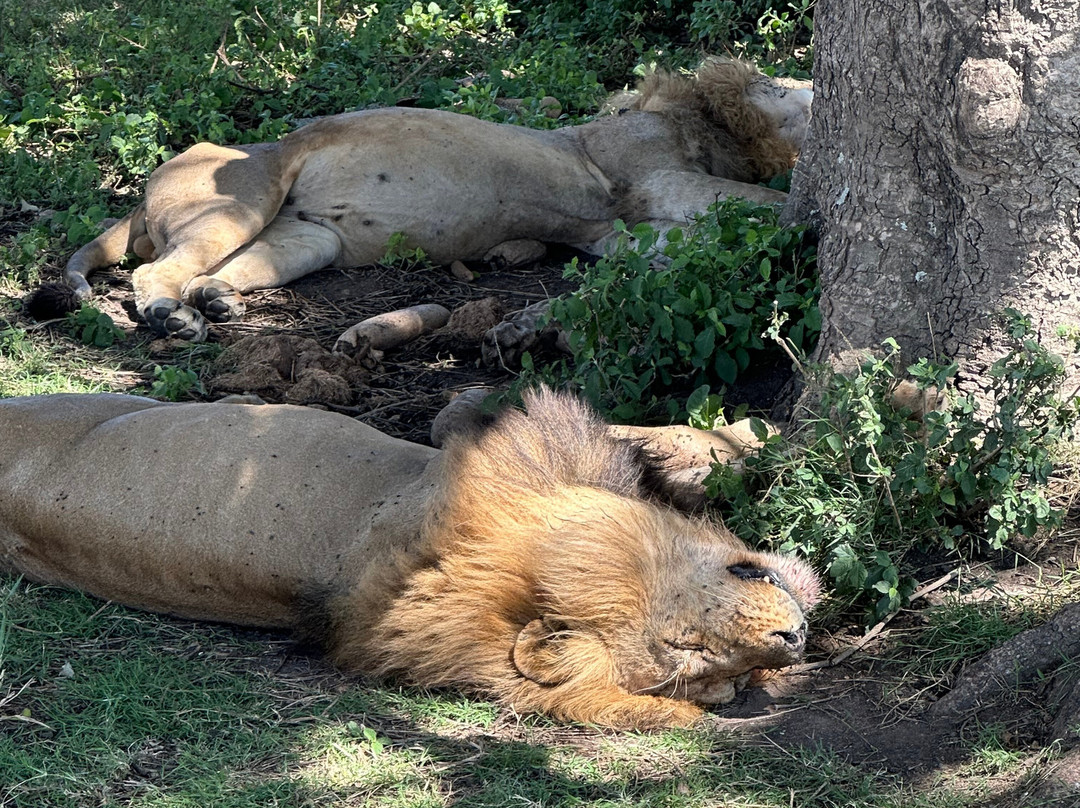 歌珊地非洲游猎之旅-阿鲁沙必去景点
